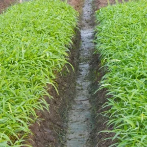 White Chinese Water Spinach Seeds – 1200 Seeds for Planting – Easy Grow – Warm Climate - Image 5