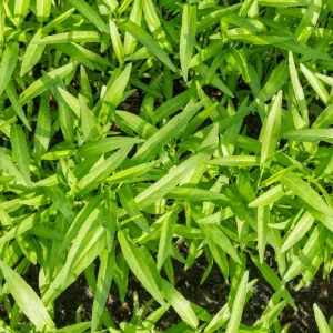 White Chinese Water Spinach Seeds for Planting – 1200 Seeds – Warm Weather Vegetable - Image 3