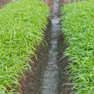 White Chinese Water Spinach Seeds for Planting – 1200 Seeds – Warm Weather Vegetable - Image 5