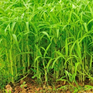 White Chinese Water Spinach Seeds for Planting – 1200 Seeds – Warm Weather Vegetable - Image 6