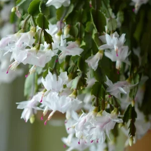 White Christmas & Thanksgiving Cactus Live Plant – 4-6 Inch Tall Schlumbergera – Potted Houseplant - Image 3