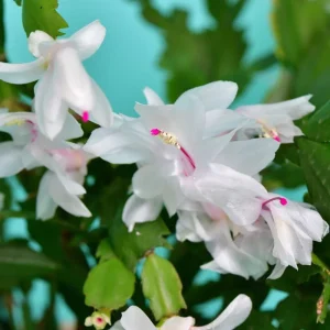 White Christmas & Thanksgiving Cactus Live Plant – 4-6 Inch Tall Schlumbergera – Potted Houseplant - Image 4
