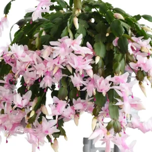 White Christmas & Thanksgiving Cactus Live Plant – 4-6 Inch Tall Schlumbergera – Potted Houseplant - Image 1