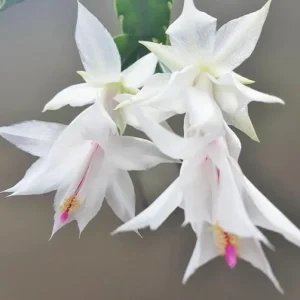 White Christmas & Thanksgiving Cactus Live Plant – 4-6 Inch Tall Schlumbergera – Potted Houseplant - Image 7