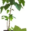 White Currant Bush Live Plant – Sweet Currant Shrub – 3.5" Pot - Image 1