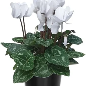 White Cyclamen Live Plant – 4