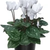 White Cyclamen Live Plant – 4" Pot – Hardy Houseplant & Garden Flower - Image 1
