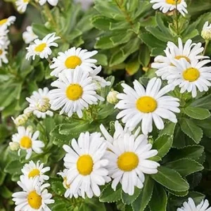 White Daisy Live Plant – 3 to 6 Inch Perennial Flowers, Well-Rooted Plug for Outdoor Garden - Image 2