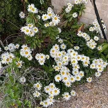 White Daisy Live Plant – Outdoor Garden Flower – 3 to 6 Inch Tall - Image 2