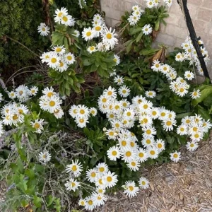 White Daisy Live Plant – Outdoor Garden Flower – 3 to 6 Inch Tall - Image 3