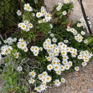 White Daisy Live Plant – Outdoor Garden Flower – 3 to 6 Inch Tall - Image 4