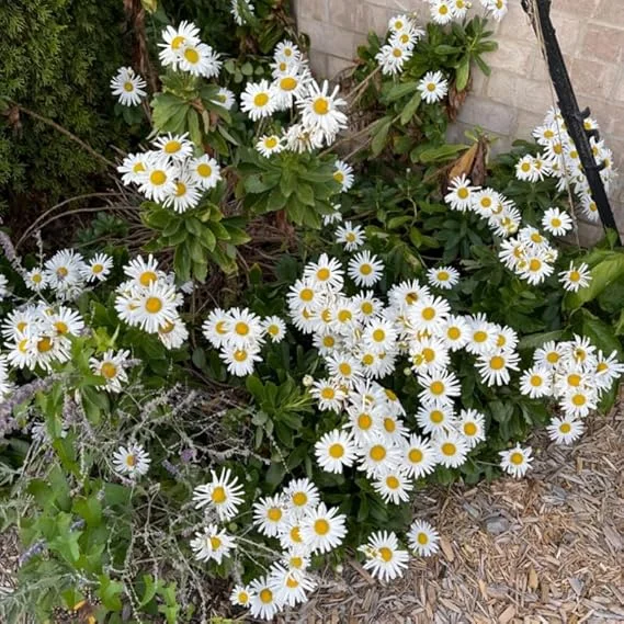 White Daisy Live Plant – Outdoor Garden Flower – 3 to 6 Inch Tall - Image 4