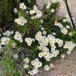 White Daisy Live Plant – Outdoor Garden Flower – 3 to 6 Inch Tall - Image 6