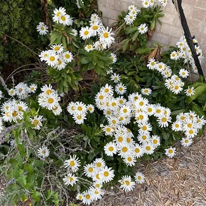 White Daisy Live Plant – Outdoor Garden Flower – 3 to 6 Inch Tall - Image 1