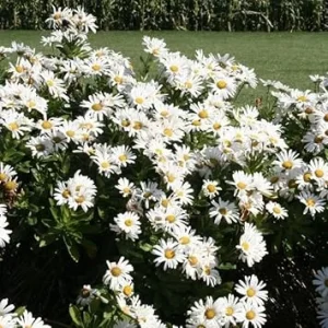 White Daisy Live Plant – Perennial Outdoor Garden Flowers 3-6 Inch Tall - Image 1
