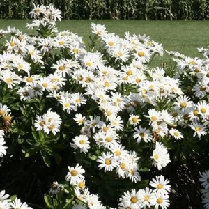 White Daisy Live Plant – Perennial Outdoor Garden Flowers 3-6 Inch Tall - Image 6