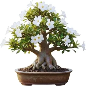 White Desert Rose Live Plant - 5-7 Inches Tall - Perennial Flowering Succulent - Indoor/Outdoor - Image 4