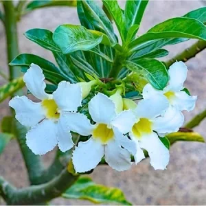 White Desert Rose Live Plant - Starter Size, 4-7 Inch Tall, Indoor/Outdoor - Image 5