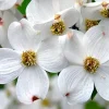 White Dogwood Tree Live Plant 1 Ft Bare Root - Flowering & Cold Hardy Outdoor - Image 1