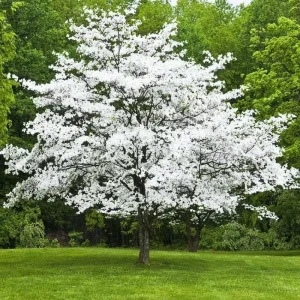 White Dogwood Tree Live Plant - Quart Pot, Dormant, Hardy Outdoor Ornamental - Image 1
