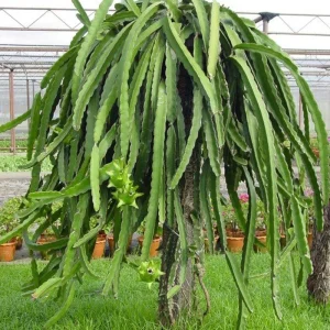 White Dragon Fruit Tree Live Plant, 3 Gallon Pot, Sweet Fruit, Outdoor Garden - Image 2