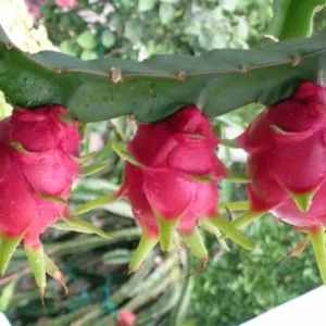 White Dragon Fruit Tree Live Plant, 3 Gallon Pot, Sweet Fruit, Outdoor Garden - Image 3