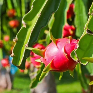 White Dragon Fruit Tree Live Plant, 3 Gallon Pot, Sweet Fruit, Outdoor Garden - Image 4