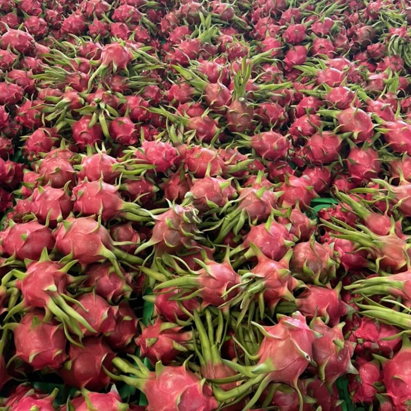 White Dragon Fruit Tree Live Plant, 3 Gallon Pot, Sweet Fruit, Outdoor Garden - Image 5