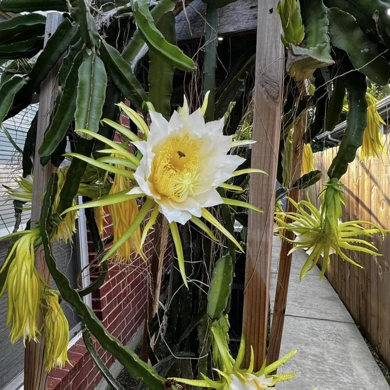 White Dragon Fruit Tree Live Plant, 3 Gallon Pot, Sweet Fruit, Outdoor Garden - Image 7