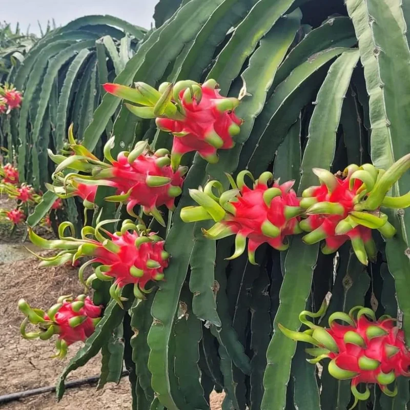 White Dragon Fruit Tree Live Plant, 3 Gallon Pot, Sweet Fruit, Outdoor Garden - Image 1