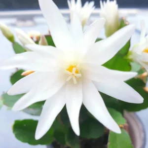 White Easter Cactus Live Plant 4-6 Inch Tall - Indoor & Outdoor Flowering - Image 2