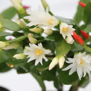 White Easter Cactus Live Plant 4-6 Inch Tall - Indoor & Outdoor Flowering - Image 4
