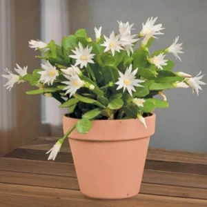 White Easter Cactus Live Plant 4-6 Inch Tall - Indoor & Outdoor Flowering - Image 5