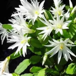 White Easter Cactus Live Plant 4-6 Inch Tall - Indoor & Outdoor Flowering - Image 1