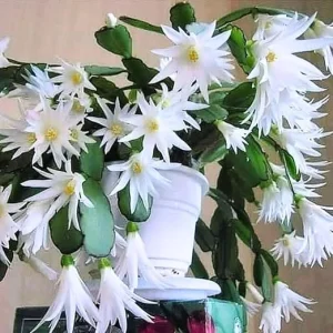 White Easter Cactus Live Plant – 4-9” Tall Rooted Holiday Succulent – Indoor/Outdoor - Image 5