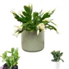 White Easter Cactus Live Plant Rhipsalidopsis Gaertneri - 5-7 Inch Holiday Cactus Succulent - Image 1