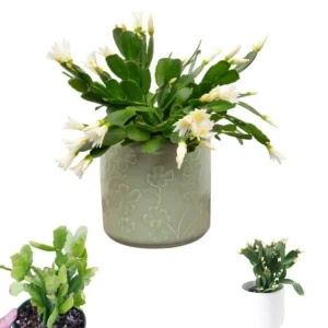 White Easter Cactus Live Plant Rhipsalidopsis Gaertneri - 5-7 Inch Holiday Cactus Succulent - Image 1
