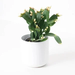 White Easter Cactus Live Plant Rhipsalidopsis Gaertneri - 5-7 Inch Holiday Cactus Succulent - Image 2