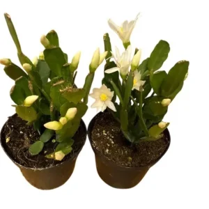 White Easter Cactus Live Plant Rhipsalidopsis Gaertneri - 5-7 Inch Holiday Cactus Succulent - Image 3