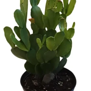 White Easter Cactus Live Plant Rhipsalidopsis Gaertneri - 5-7 Inch Holiday Cactus Succulent - Image 4