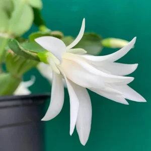 White Easter Cactus Live Plant Rhipsalidopsis Gaertneri - 5-7 Inch Holiday Cactus Succulent - Image 6