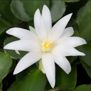 White Easter Cactus Live Plant Rhipsalidopsis Gaertneri - 5-7 Inch Holiday Cactus Succulent - Image 7