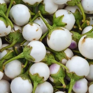 White Eggplant Seeds - 100 Vegetable Seeds for Outdoor Planting - Image 4