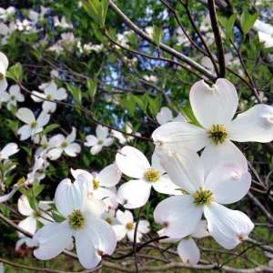 White Flowering Dogwood Tree Live Plant – 1 Foot Tall – Outdoor Deciduous Tree - Image 2