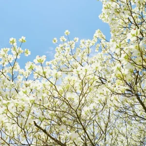White Flowering Dogwood Tree Live Plant – 1 Foot Tall – Outdoor Deciduous Tree - Image 3