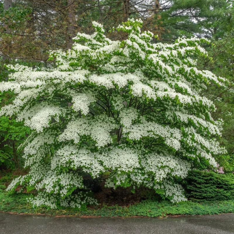 White Flowering Dogwood Tree Live Plant – 1 Foot Tall – Outdoor Deciduous Tree - Image 4