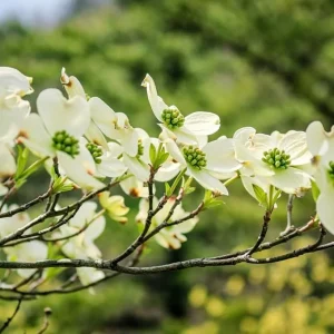 White Flowering Dogwood Tree – Live Plant – 1 Foot Tall – Outdoor Shrubs & Trees - Image 4