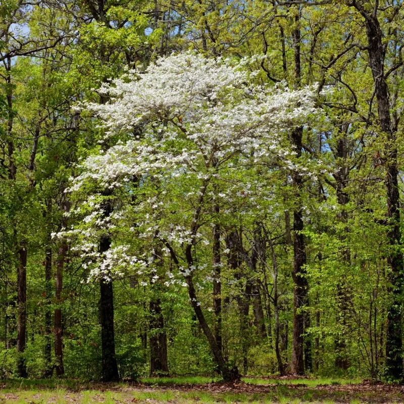 White Flowering Dogwood Tree Live Plant – 1 Foot Tall – Outdoor Deciduous Tree - Image 5