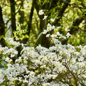 White Flowering Dogwood Tree Live Plant – 1 Foot Tall – Outdoor Deciduous Tree - Image 6
