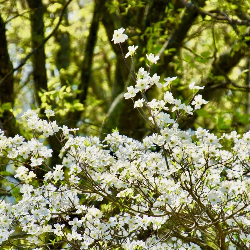 White Flowering Dogwood Tree Live Plant – 1 Foot Tall – Outdoor Deciduous Tree - Image 6
